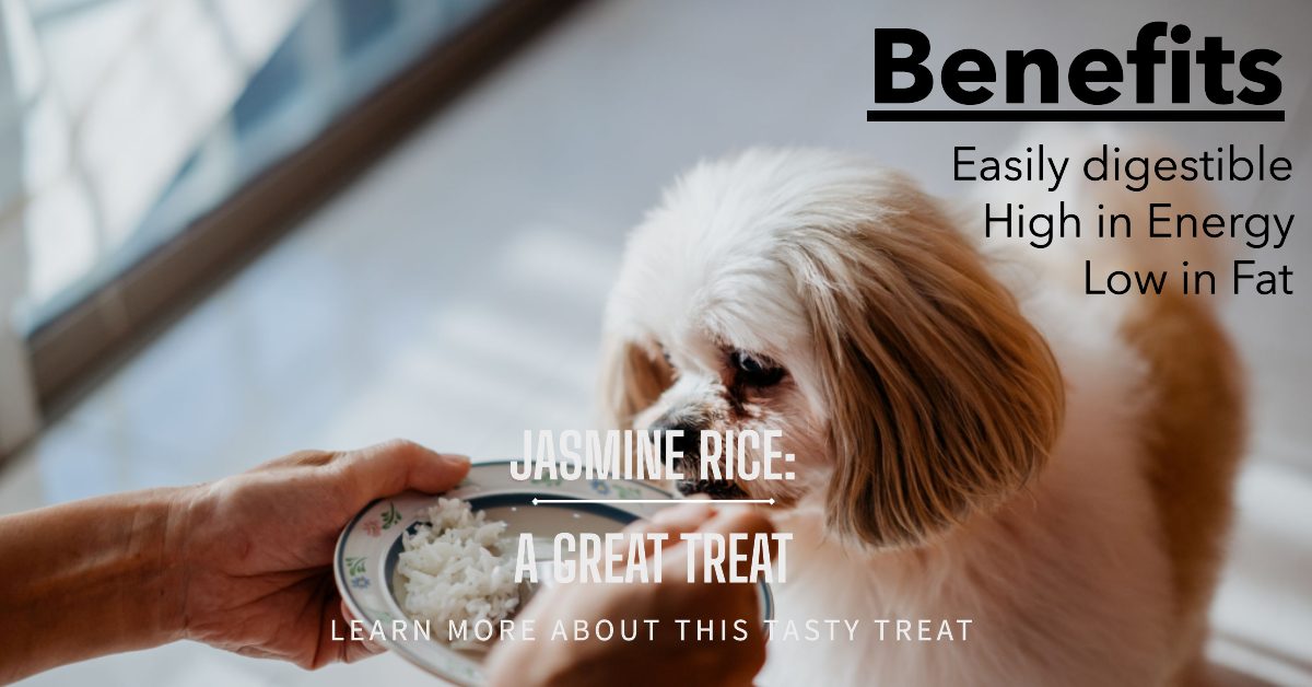 Benefits of Jasmin Rice for Dogs