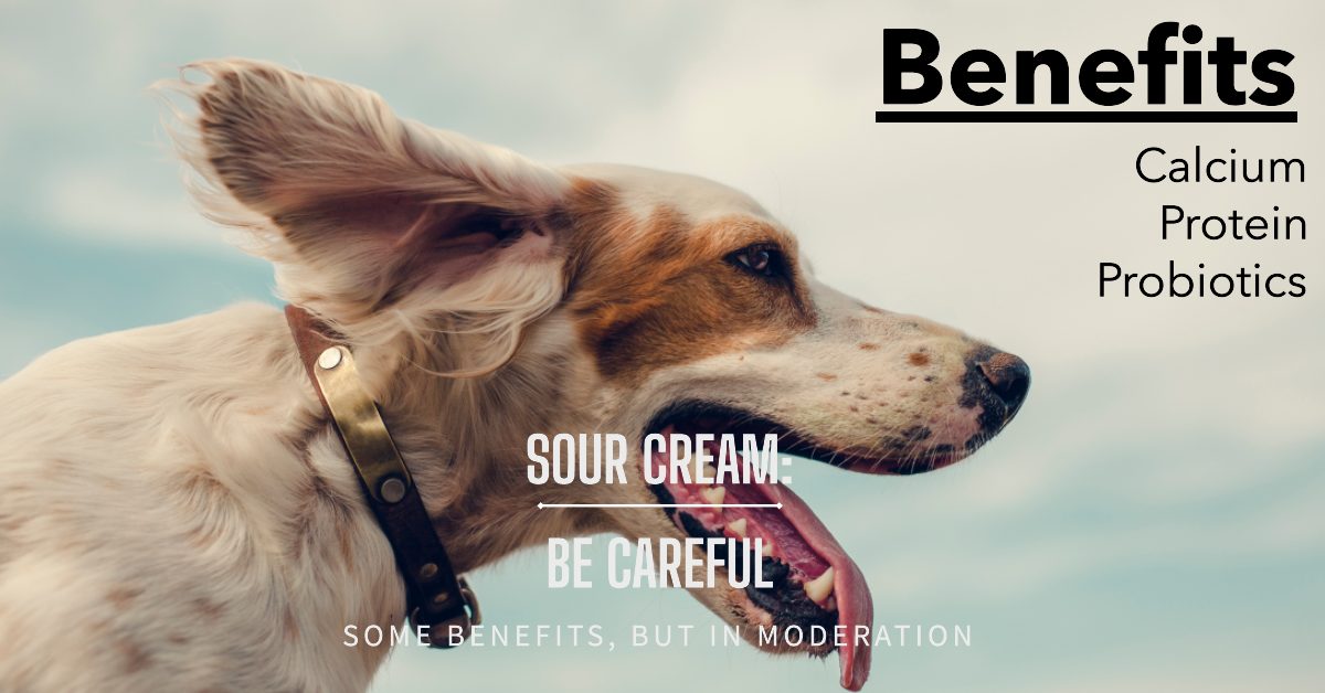 Benefits of Sour Cream for Dogs